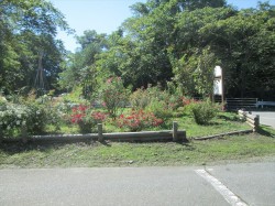 向かいにあるミニバラ園