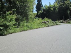 北側　道路付き