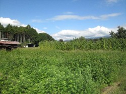 東側地続きにある菜園畑