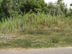 すぐ近くで瀬戸内海が見渡せる土地44坪 すぐ近くで瀬戸内海が見渡せる土地44坪