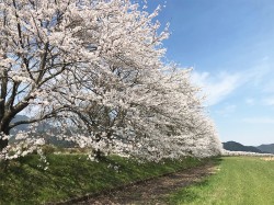 加古川（桜並木）160m